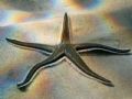 Astropecten bispinosus